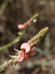 Indigofera psoraloides