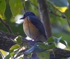 Cyornis tickelliae