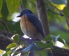 Cyornis tickelliae