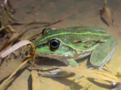 Ranoidea alboguttata