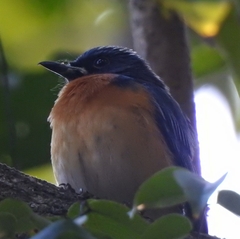 Cyornis tickelliae