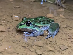 Ranoidea alboguttata