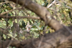 Pericrocotus flammeus