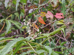 Persicaria chinensis