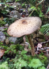 Lacrymaria asperospora