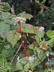 Begonia beccariana