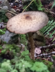 Lacrymaria asperospora