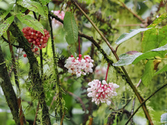 Medinilla verrucosa