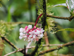 Medinilla verrucosa