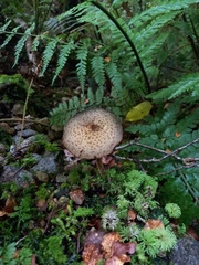 Lacrymaria asperospora