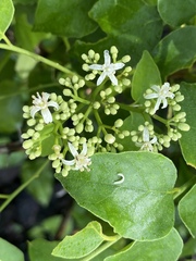 Micromelum minutum