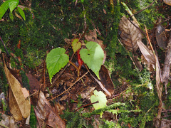 Begonia beccariana