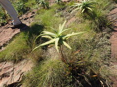 Aloe rupestris