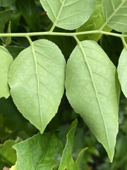 Micromelum minutum