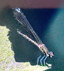 Heliocypha bisignata