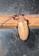 Agrianome spinicollis