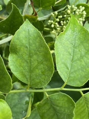 Micromelum minutum