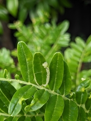 Liriomyza clianthi