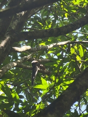 Heliosciurus undulatus