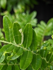 Liriomyza clianthi