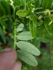 Liriomyza clianthi