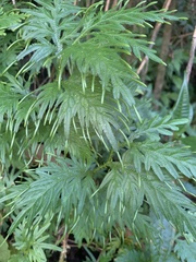 Selaginella plana