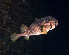 Dicotylichthys punctulatus