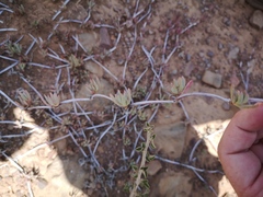 Lampranthus debilis