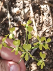 Pelargonium gibbosum