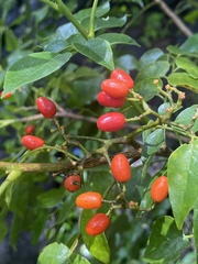 Micromelum minutum