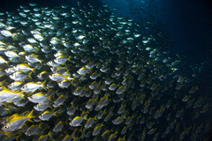 Schuettea scalaripinnis