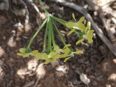 Pelargonium gibbosum