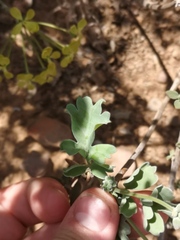 Pelargonium gibbosum