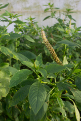 Phytolacca heterotepala