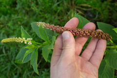 Phytolacca heterotepala