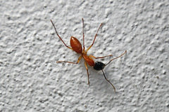 Camponotus nigriceps