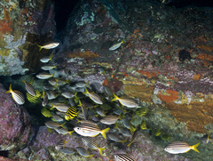 Atypichthys strigatus