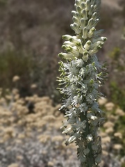 Drimia capensis