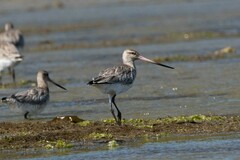 Limosa lapponica baueri