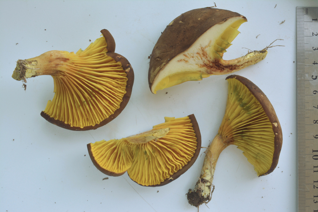 Phylloporus cyanescens