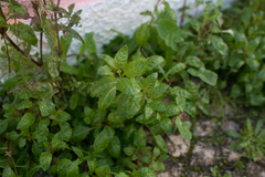 Oenothera rosea