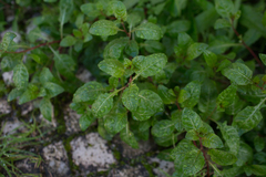 Oenothera rosea