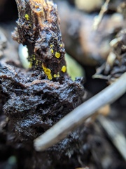 Calycina claroflava