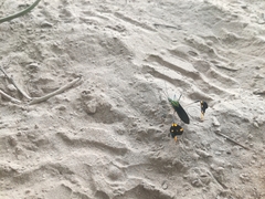 Diactor bilineatus