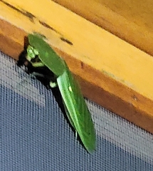Choeradodis rhombicollis