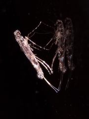 Conopomorpha cyanospila