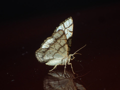 Heterostegane warreni