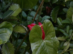Anthurium andraeanum