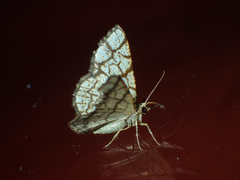 Heterostegane warreni