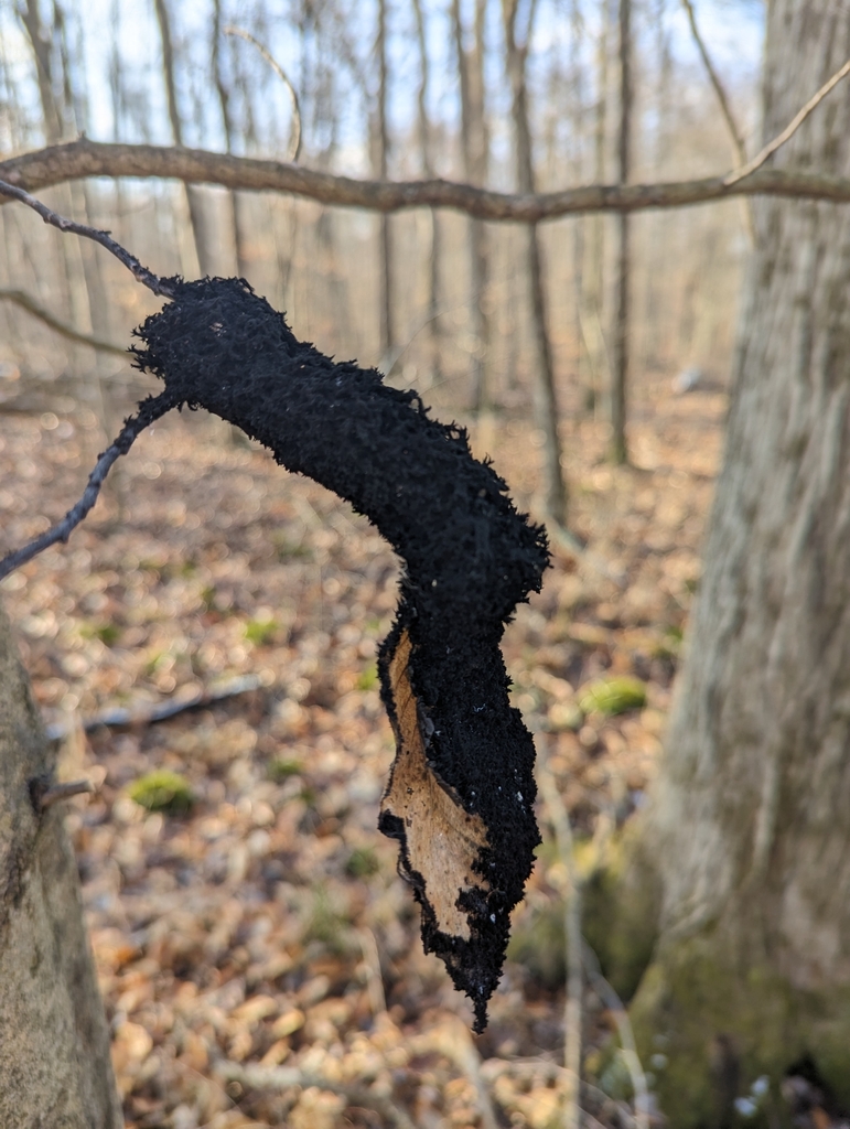 Honeydew Eater from Great Swamp National Wildlife Refuge on January 9